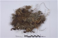 藏品(大孢衣屬)的圖片